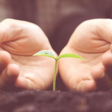 Un par de manos acunando suavemente una planta joven en un suelo rico, simbolizando el crecimiento y la nutrición.